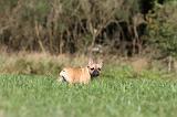 BOULEDOGUE FRANCAIS 576